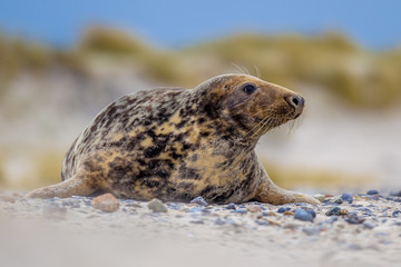 Female Grey seal with dunes background