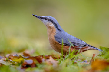 Eurasian Nuthatch in autumn colors