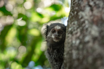 Monkey Looking in Camera