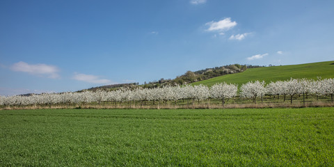 bl&uuml;hende landschaft