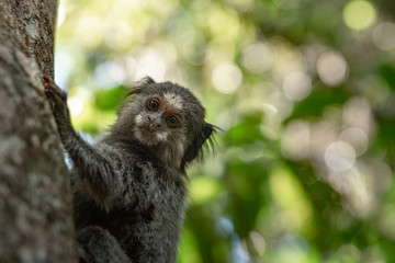 Cute Monkey climbing Tree