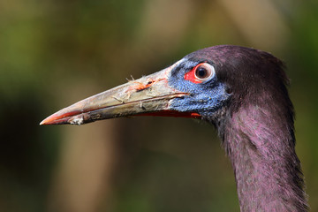Abdimstorch / Abdim's stork / Ciconia abdimii.
