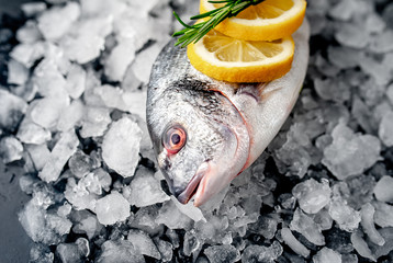chilled raw dorado fish with lemon and rosemary on ice beside a stone