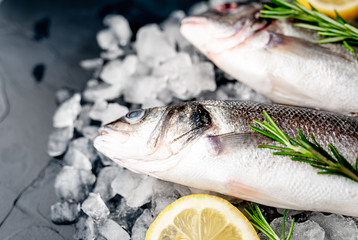 chilled raw sea bass and dorado fish with lemon and rosemary on ice, on a stone background