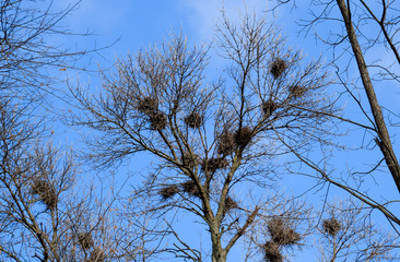 Nests of crows on high branches of trees. Late fall. Nests of birds.