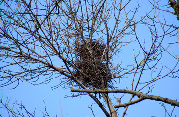 Nests of crows on high branches of trees. Late fall. Nests of birds.