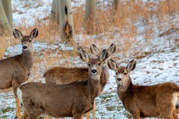 Winter Storm Deer