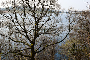 View from the high shore to the fish farm in the spring. Trees in the foreground. Mastrafjord. Rogaland. Norway.