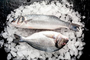 chilled raw sea bass and dorado fish on ice, on a stone background