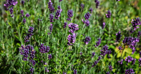 purple lavender flowers in a field on a sunny day