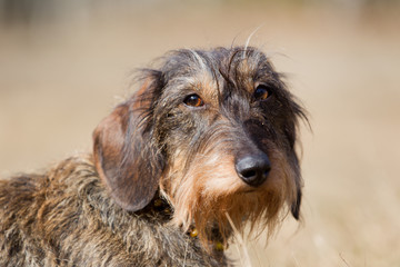 Hund Dackeldame im portrait
