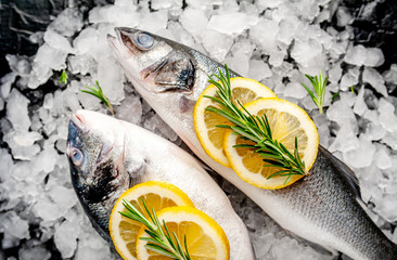 chilled raw sea bass and dorado fish with lemon and rosemary on ice, on a stone background