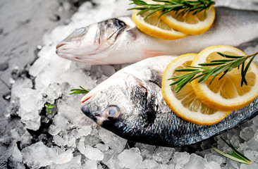 chilled raw sea bass and dorado fish with lemon and rosemary on ice, on a stone background