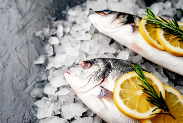 chilled raw sea bass and dorado fish with lemon and rosemary on ice, on a stone background