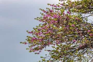 Tree (Cercis siliquastrum) grows and blooms against the sky