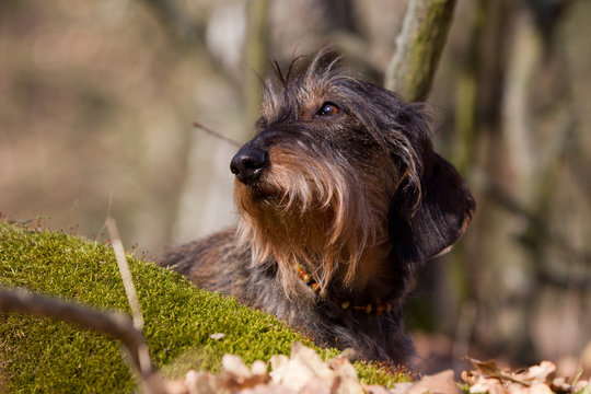 Hund Dackel