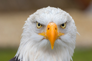 A beautiful bald eagle looks directly into the camera.