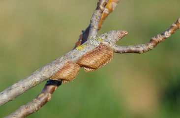 Ootheca mantis on the branches of a tree. The eggs of the insect