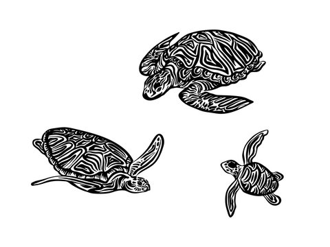Hand drawn tortoise family outline sketch. Vector black ink drawing turtles isolated set on white background. Graphic animal illustration