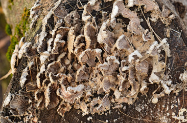 Plate mushrooms on a tree stump
