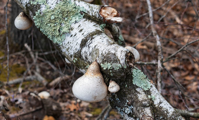 mushrooms on tree