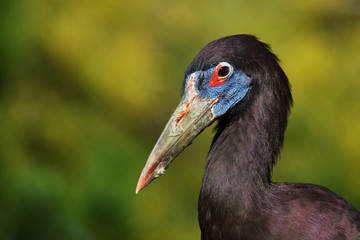 Abdimstorch / Abdim's stork / Ciconia abdimii.