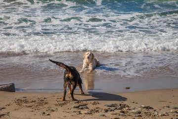 Dogs on the Beach Playing
