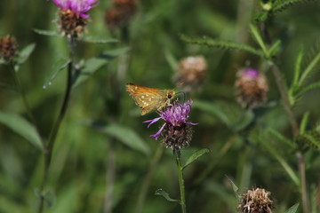 Silver-spotted skipper - Hesperia comma