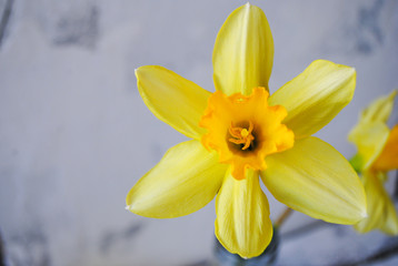 Yellow Daffodils on a white background