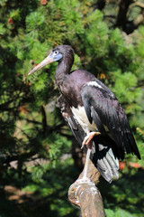 Abdimstorch / Abdim's stork / Ciconia abdimii.