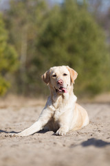 Hund Golden Retriever in der Sandkuhle, niedlicher witziger Hund schaut aufmerksam