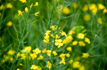 Obraz premium Rape flowers. Macro photo of a flowering canola. Rapeseed field.