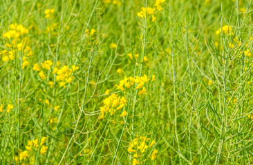Rapeseed field. Background of rape blossoms. Flowering rape on the field.