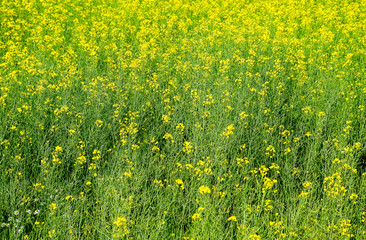 Rapeseed field. Background of rape blossoms. Flowering rape on the field.