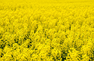 Rapeseed field. Background of rape blossoms. Flowering rape on the field.