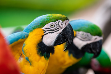 Close-up portrait of a Blue and Yellow Macaw next to others