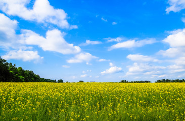 Rapeseed field. Yellow rape flowers, field landscape. Blue sky and rape on the field.