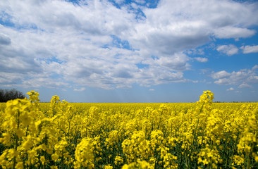 Obraz premium Rapeseed field. Yellow rape flowers, field landscape. Blue sky and rape on the field.