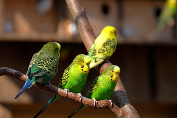 Wellensittich und Haustier