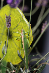 Europäische Wanderheuschrecke / Migratory locust / Locusta migratoria
