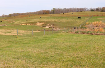 Pastoral Scene on Rolling Hills