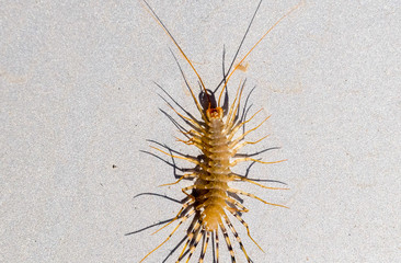 The Flycatcher. Scutigera coleoptrata. Centipede flycatcher, insect predator