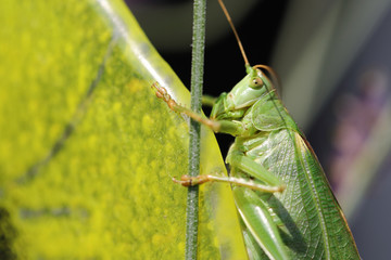 Europäische Wanderheuschrecke / Migratory locust / Locusta migratoria