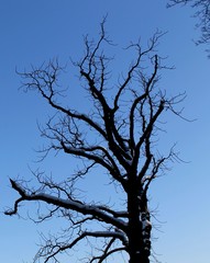 tree and sky