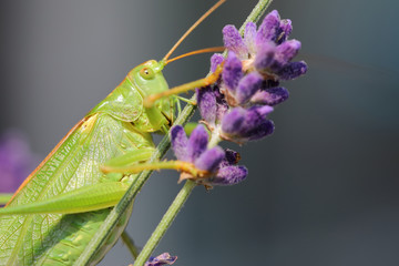 Europäische Wanderheuschrecke / Migratory locust / Locusta migratoria