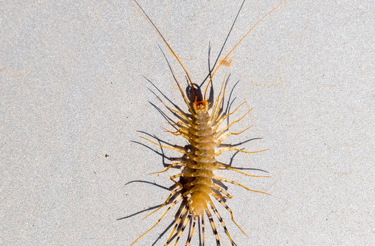 「Entophobia」の写真素材 | 22件の無料イラスト画像 | Adobe Stock