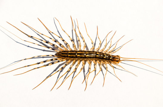 The Flycatcher. Scutigera coleoptrata. Centipede flycatcher, insect predator