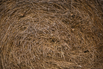 Texture of hay