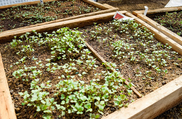 Seedlings of cabbage. Cultivation of cabbage in a greenhouse.