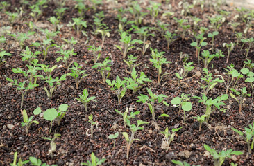 Seedlings of tomato. Growing tomatoes in the greenhouse